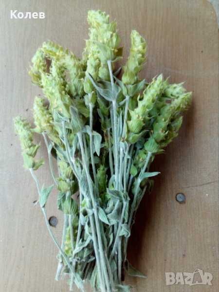 Продавам стрък Мурсалски (Пирински чай) реколта 2025 г.