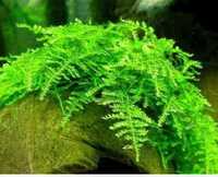 Отдам яванский мох ( аквариумное растение) , излишки