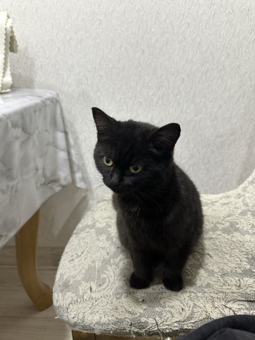 Котенок, кот, отдам в добрые руки!
