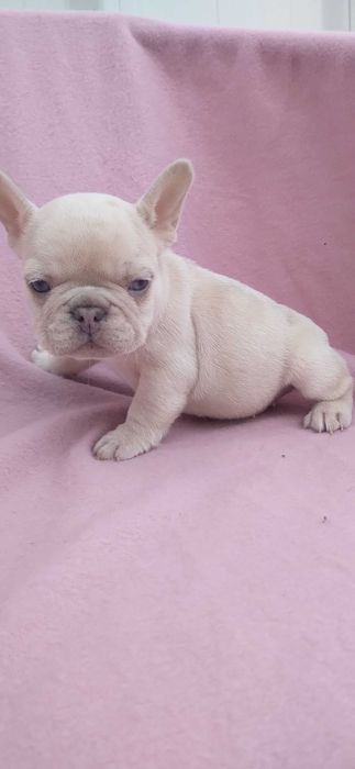 Mascul bulldog francez crem merle