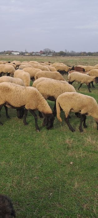 Vand oi sarbească carabașa