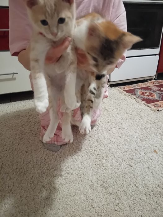 Donez pui de pisica de 2 luni