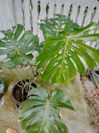 Floare monstera philodendron
