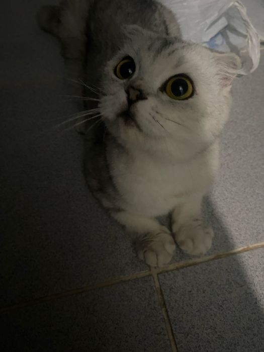 Шотландский мысык 15мың