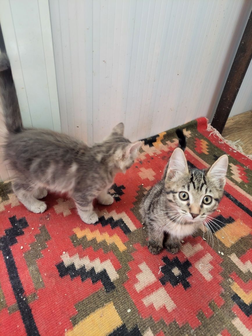 Котята бесплатно