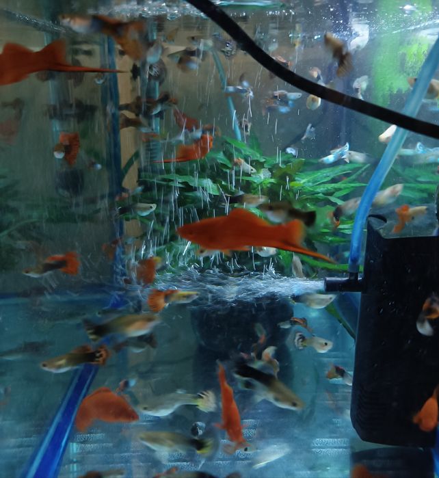 Мечиносцы, Моллинезии,Гуппи,Сомики Анциструсы и др Мирные рыбки.