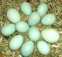Инкубационные яйцо кур породы Амераукан