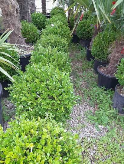 Gazon Rulou Sisteme de irigatii Tuia