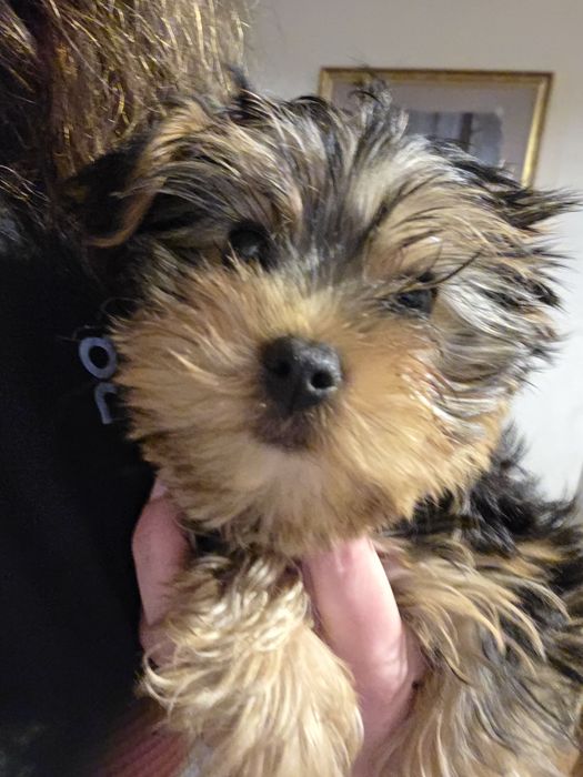 Yorkshire Terrier fetita