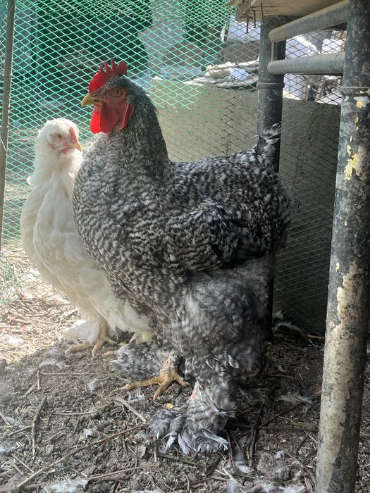 Продам молодых петухов кохинхин