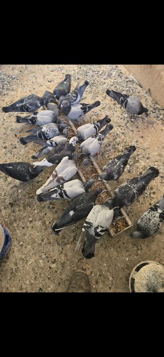 Vând porumbei voiajori sport