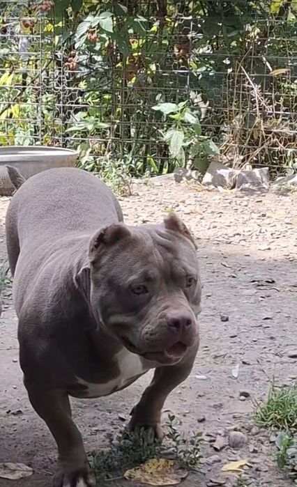 Vând Femelă American Bully Pokett de 3 Ani cu Pedigree !!