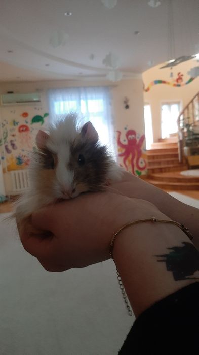 Морские свинки абиссинской породы — милые, умные и ручные! 50тыс сум