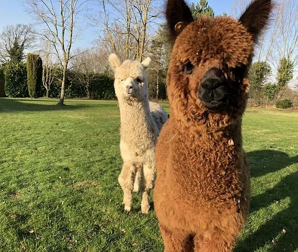 Vând Alpaca mature