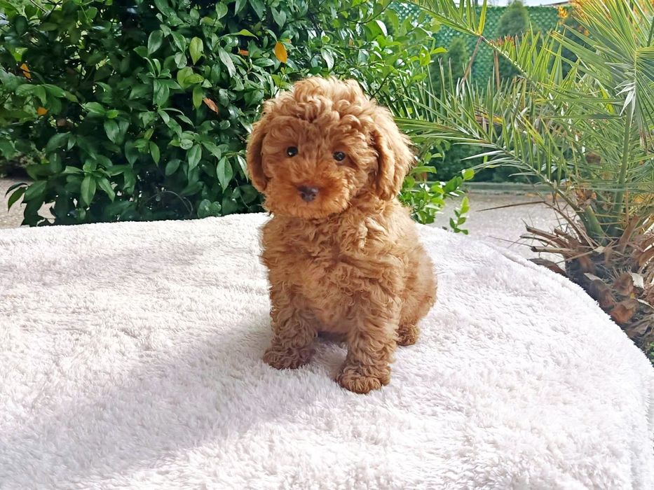 Той Пудел / Toy Poodle