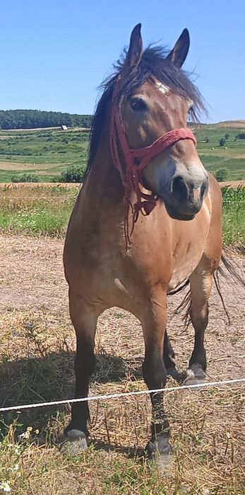 Iapa de vânzare Beclean