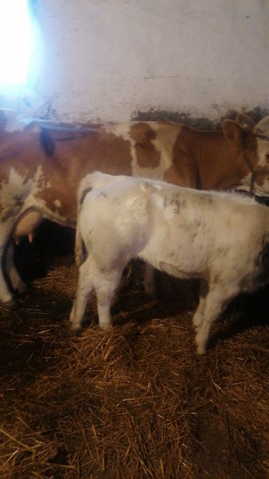 Vând  vacă cu lapte