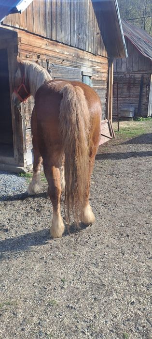 Iapa de pădure cuminte