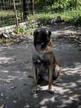 Donez Malinois ciobanesc belgian 9 luni