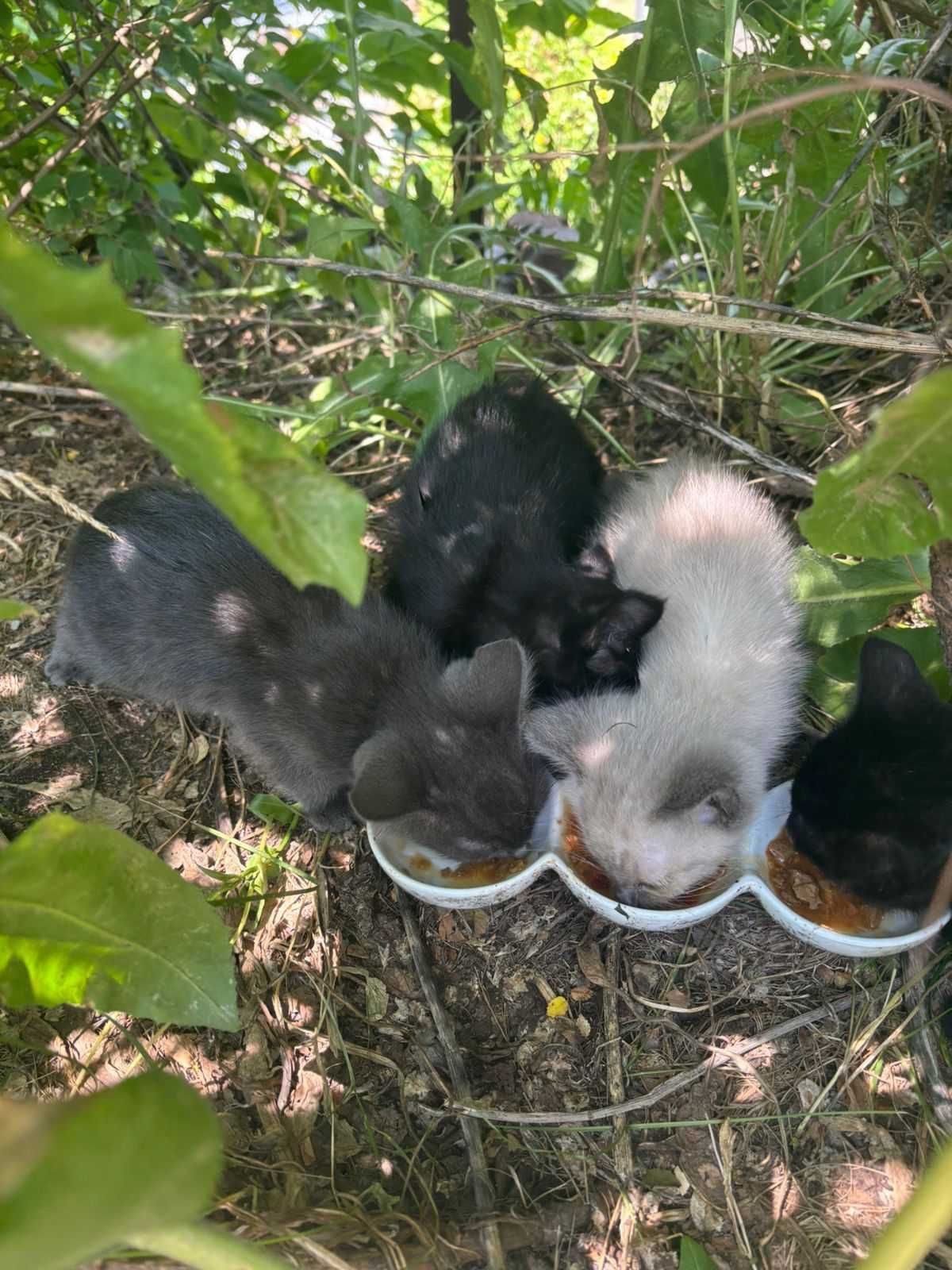 Котята ищут дом!!!