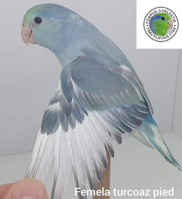 Forpus coelestis