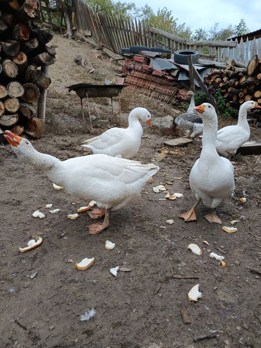 Vînd gâște sau schimb cu puicuțe mixte