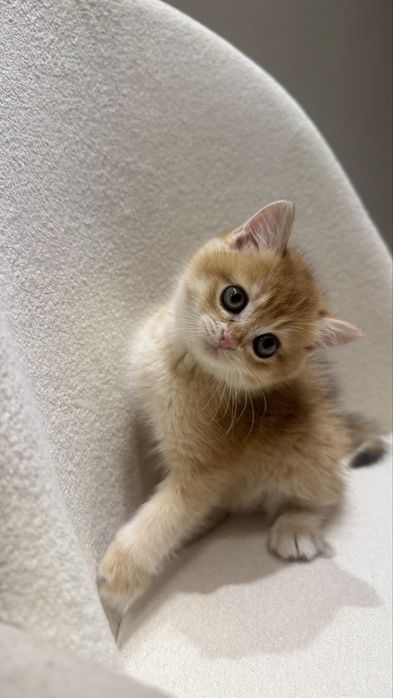 Zolotaya shinshilla ny 12bri, o'g'il bola 2 oylik