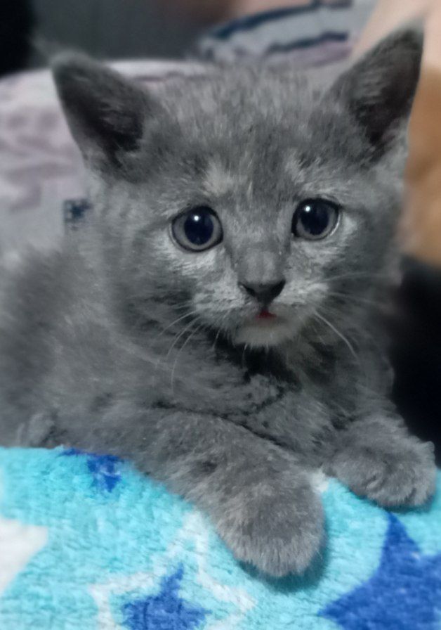 Продаётся котёнок девочка