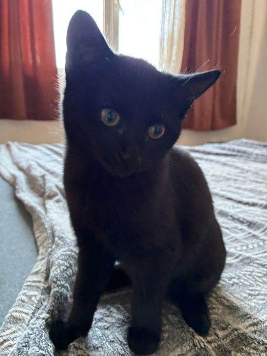 pisicuta  prietenoasa Lyra cauta familie iubitoare