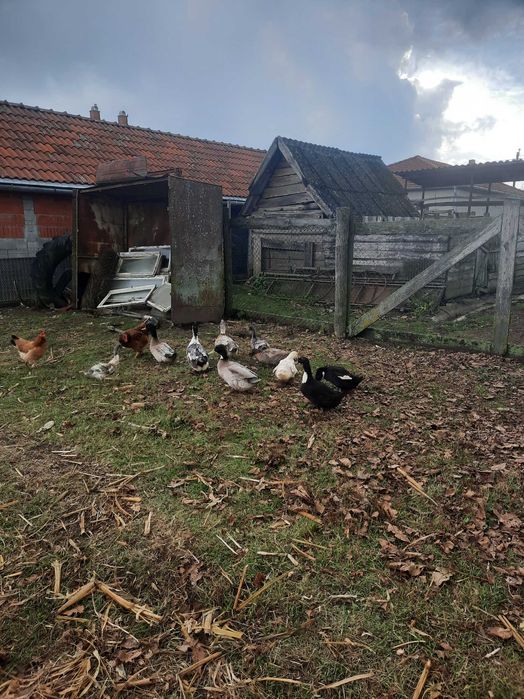 Vand sau schimb rate polare