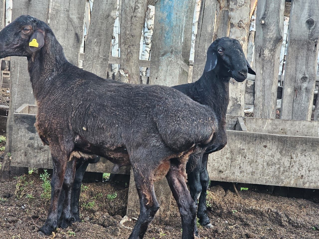 Кошкары,кочкар продаём баранов породы гиссар