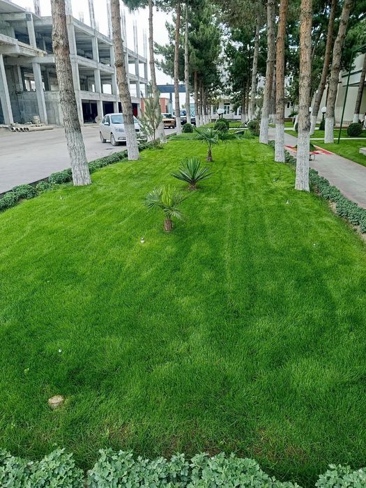 Rulonli gazon yotqizish xirmati mustahkam   sifatli  hamda  hamyonbob