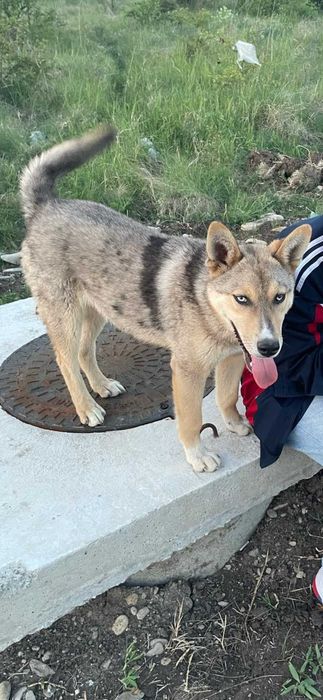 Ofer caine spre adopție