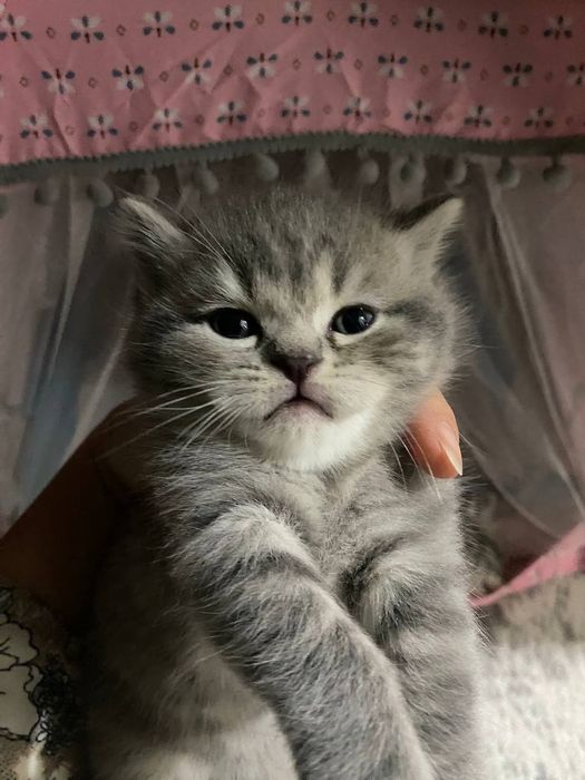 Котята  Скотиш смешани