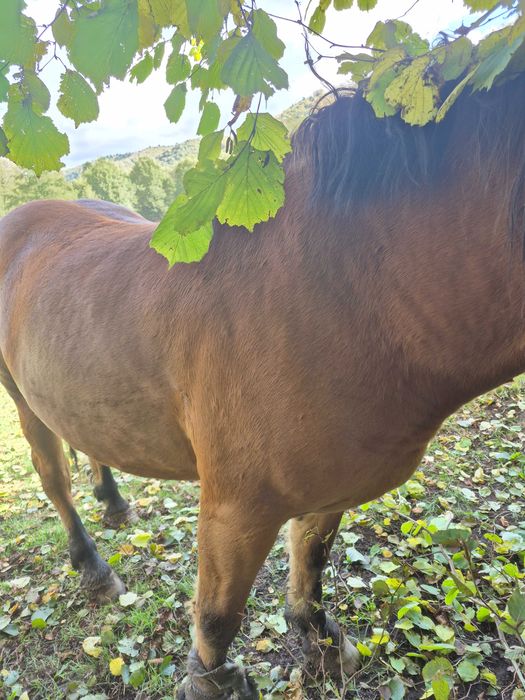 Vand cal 4 ani sau schimb cu Armasar negru