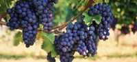 Struguri de vin  producție 2022