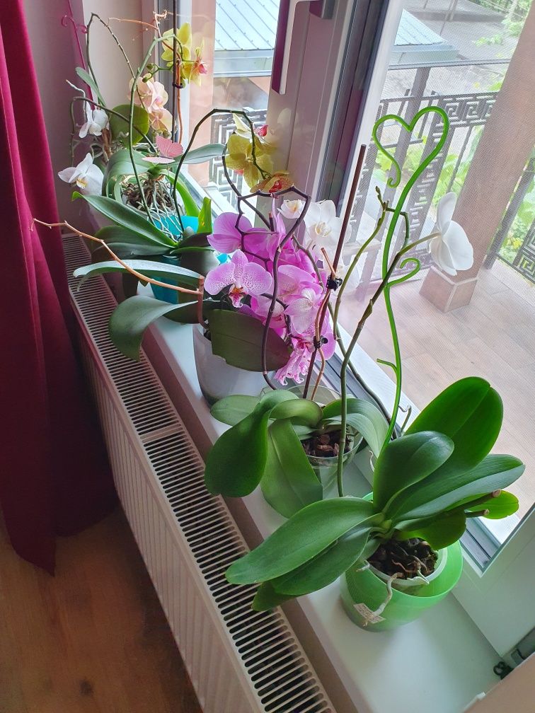 Vând orhidee in ghiveci.