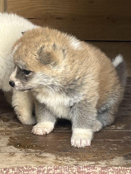 Akita Inu – pui disponibil, vaccinuri la zi și carnet de sănătate