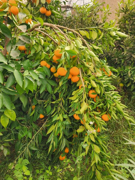 Mестний мандарин Апелсин мева сотилади оптим