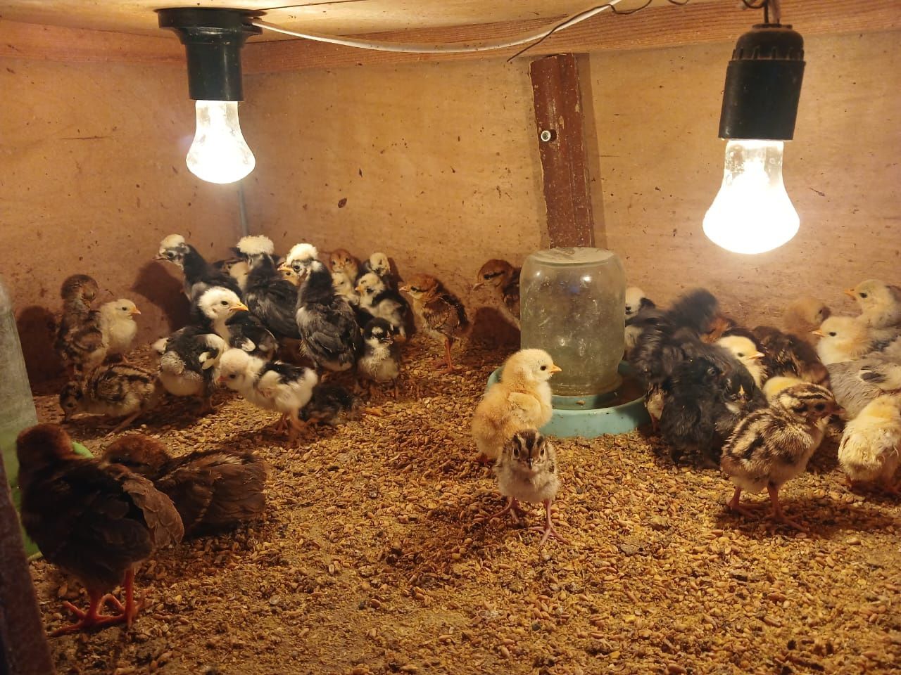 Продам  карликовых цыплят