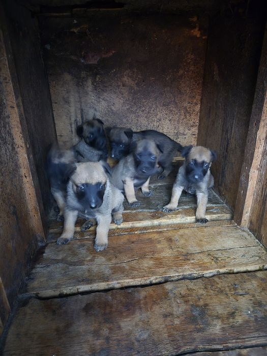 Белгийска овчарка -Малиноа