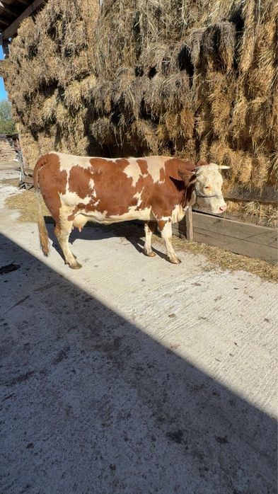 Vacă de vanzare   pentru detali si prtet la nr de telefon