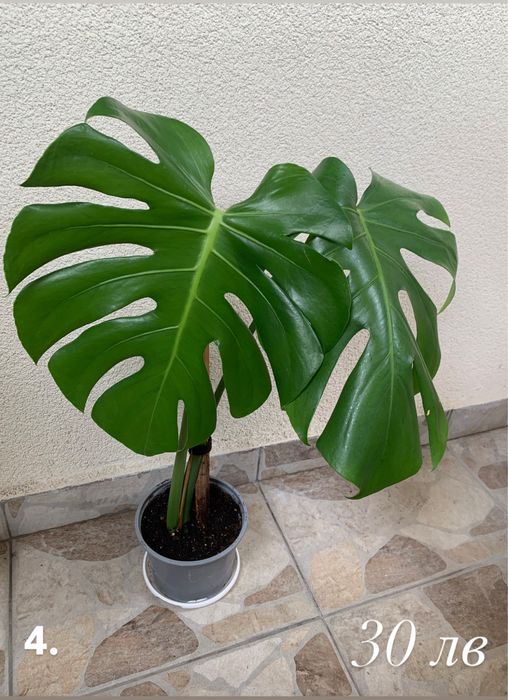 Монстера (Monstera Deliciosa)