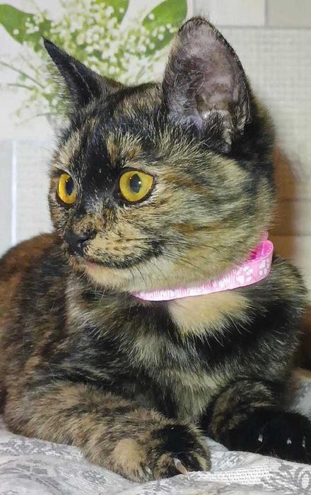 Котенок-девочка в поисках любящих хозяев
