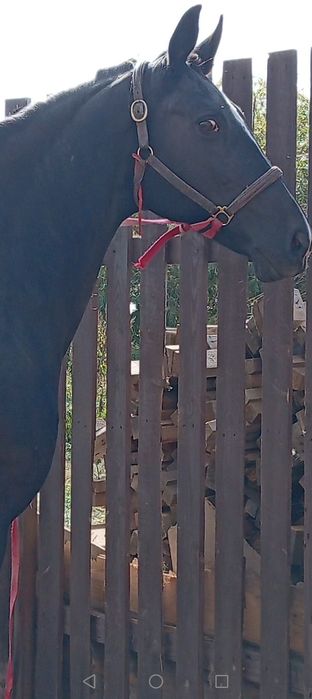 Племенная кобыла орловской породы