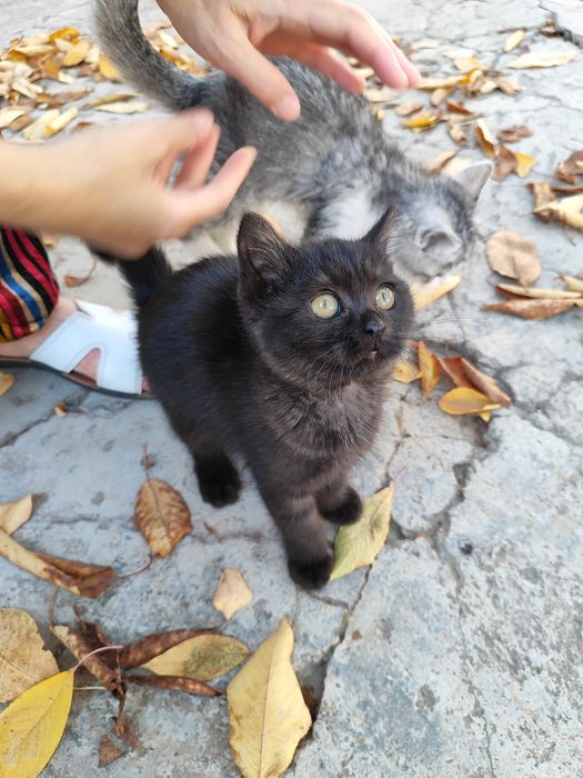 Mushuk bepul, бесплатно