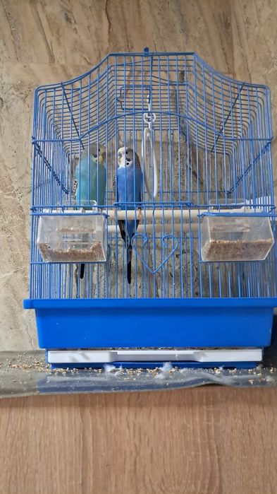 Vând peruși (papagali)femela și mascul