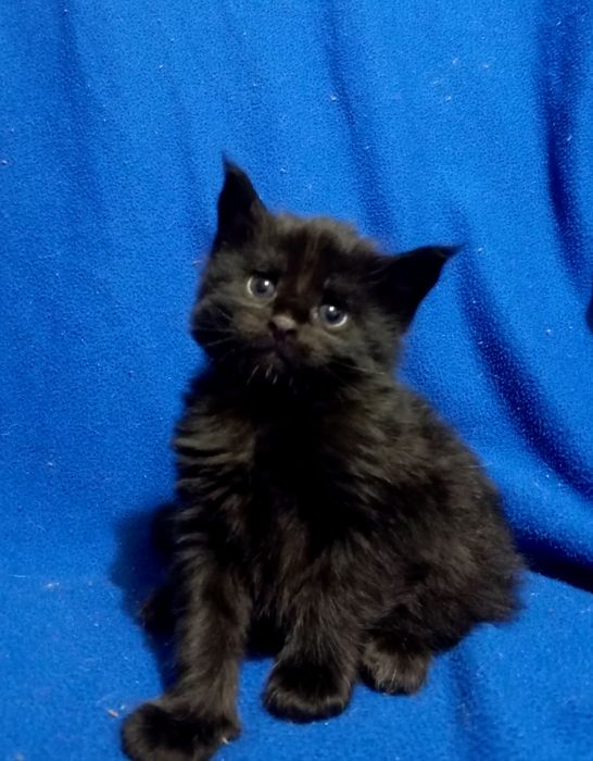 Котята породы Мейн Кун