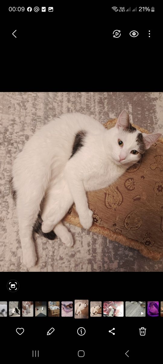 Пропал кот Тишка
