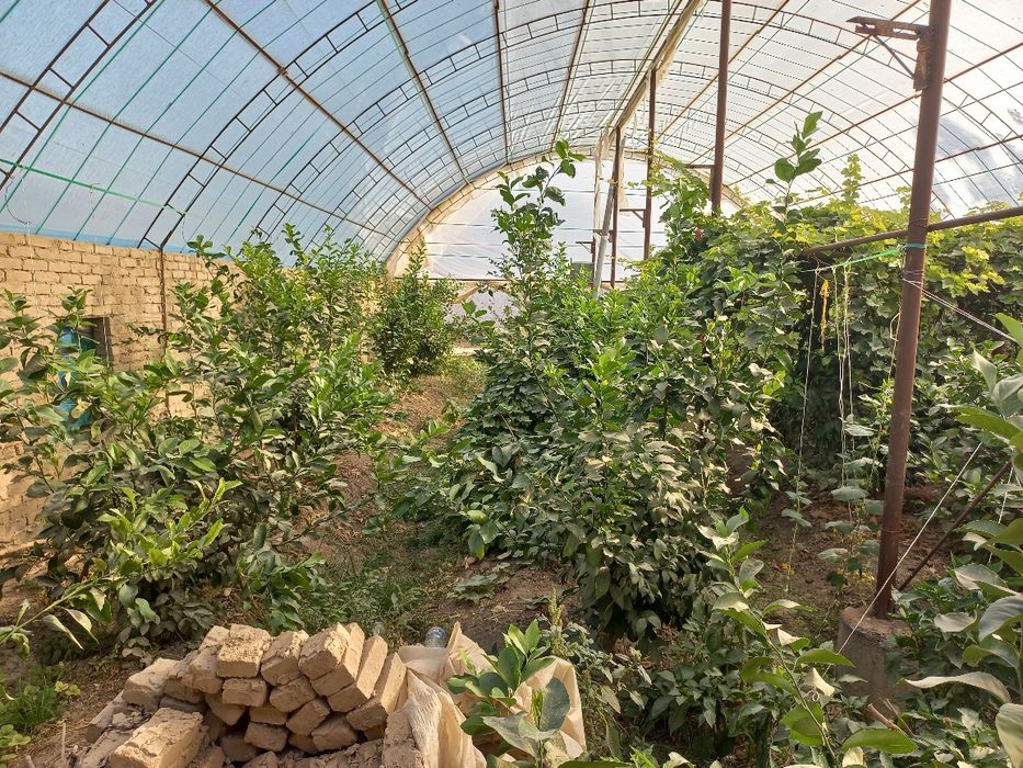 Теплица sotiladi uzunligi 17 eni 10m srochna sotiladi Murojat qiling